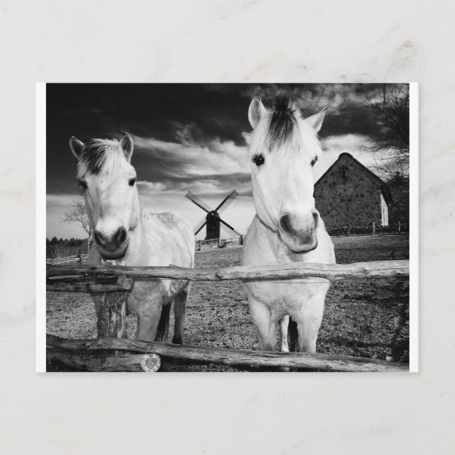 Two horses postcard (Front)
