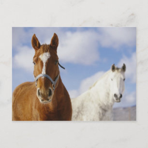 Two Horses Postcard