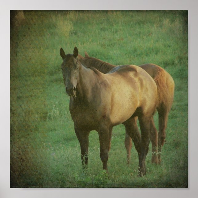 Two Horses Poster (Front)