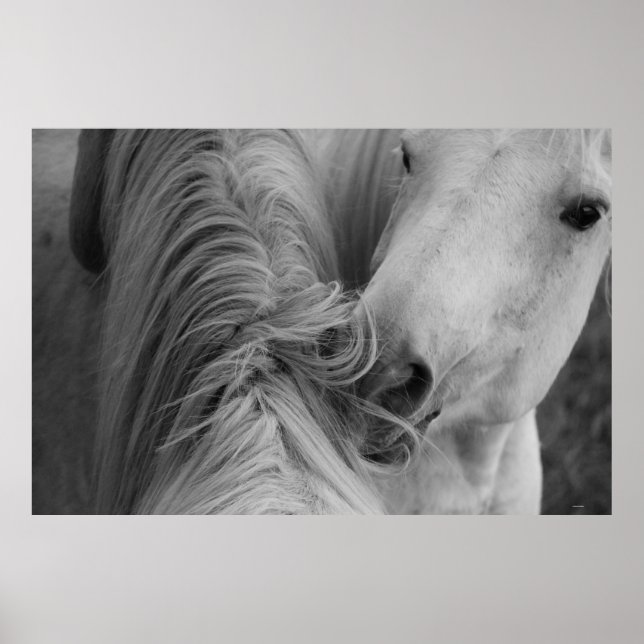Two Horses Social Grooming B&W Equine  Photography Poster (Front)