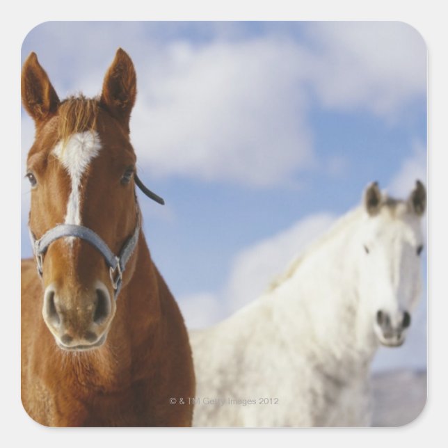 Two Horses Square Sticker (Front)