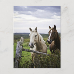 Two horses stand near fence in farm field of off postcard