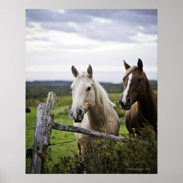 Two horses stand near fence in farm field of off poster (Front)