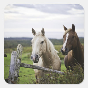 Two horses stand near fence in farm field of off square sticker