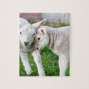 Two hugging and loving white lambs jigsaw puzzle