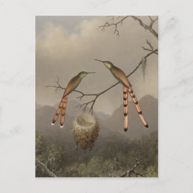 Two Hummingbirds with Their Young Postcard (Front)