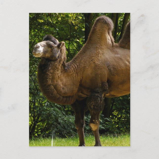 Two Humped Camel Postcard (Front)