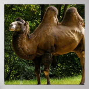 Two Humped Camel Poster
