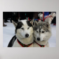 Two Husky Photography Sled Dog