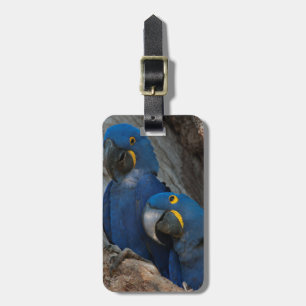 Two Hyacinth Macaws, Brazil Luggage Tag