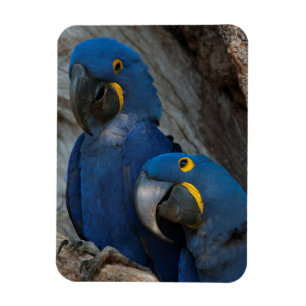 Two Hyacinth Macaws, Brazil Magnet