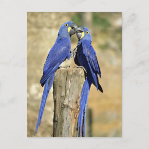 Two Hyacinth macaws Postcard