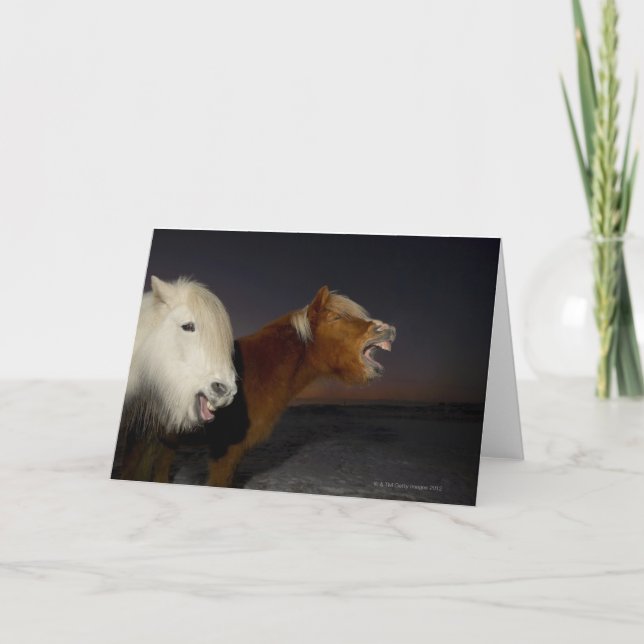 Two Icelandic horses Card (Front)