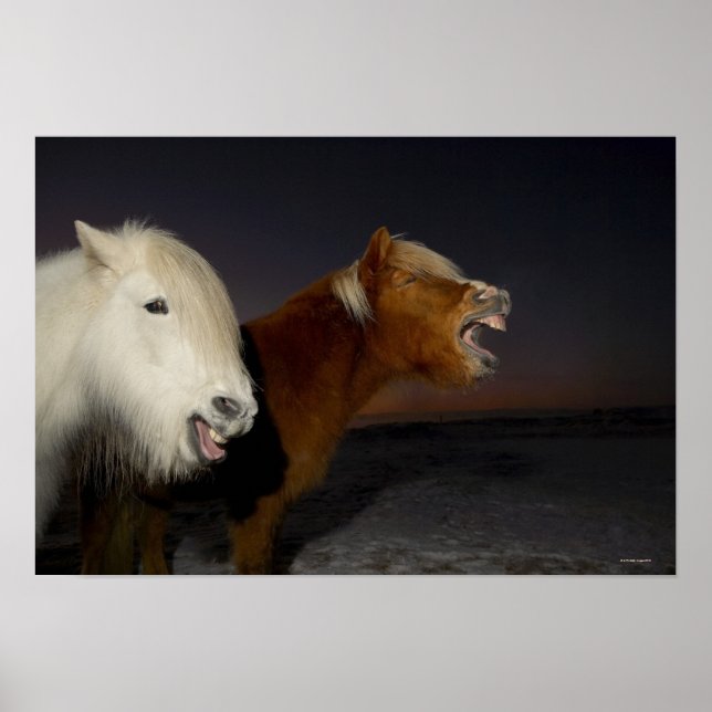 Two Icelandic horses Poster (Front)