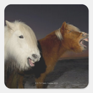 Two Icelandic horses Square Sticker