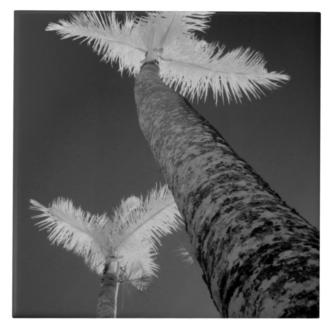Two infrared palm trees. tile (Front)