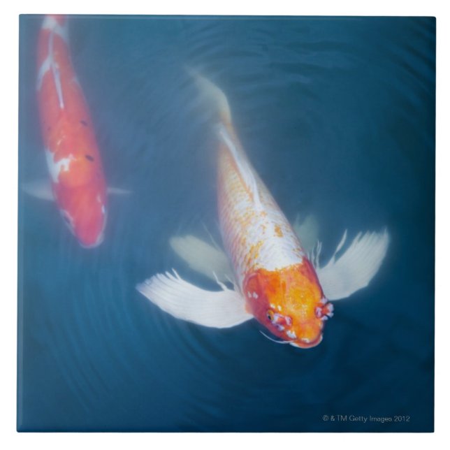 Two Japanese koi fish in pond Tile (Front)