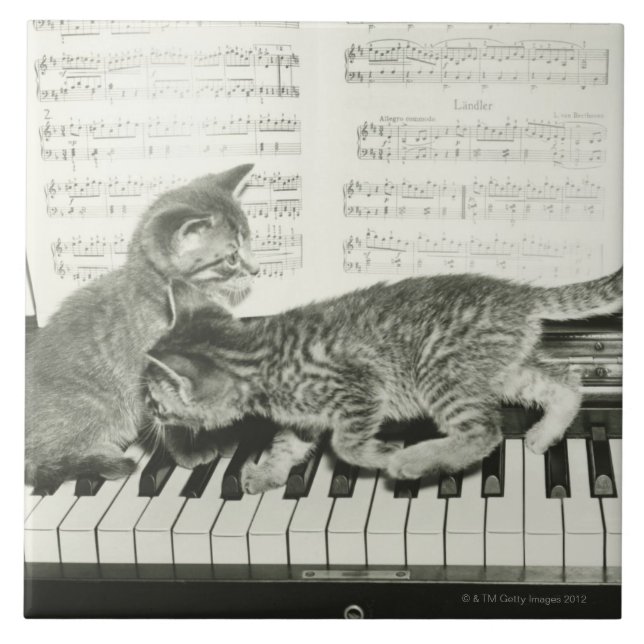 Two kitten playing on piano keyboard, (B&W) Tile (Front)