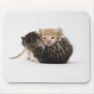 Two kittens cuddling on white background mouse pad