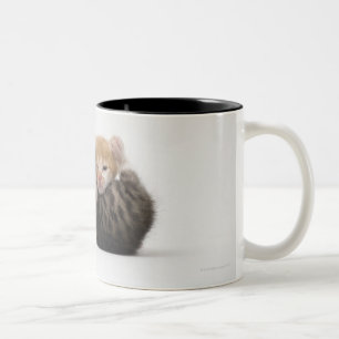 Two kittens cuddling on white background Two-Tone coffee mug