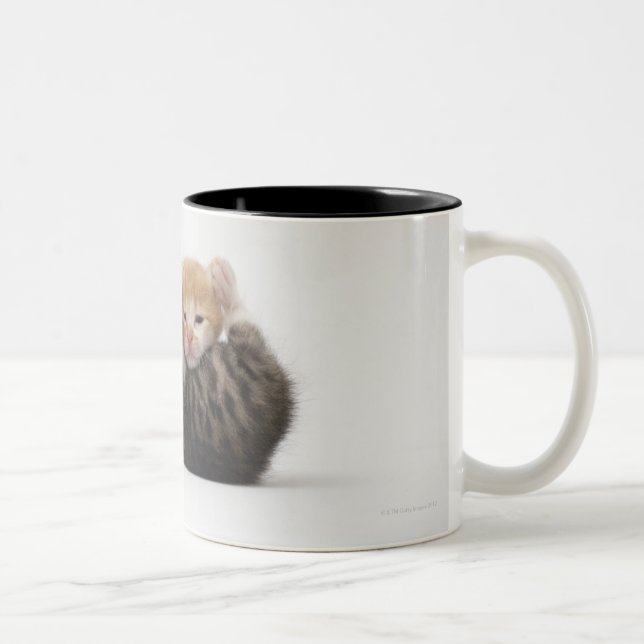 Two kittens cuddling on white background Two-Tone coffee mug (Right)