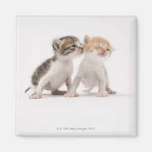 Two kittens kissing against white background magnet