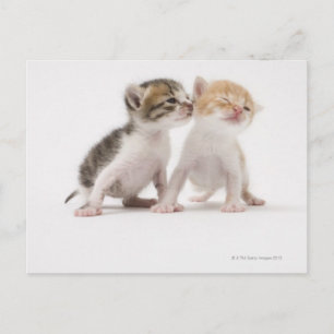 Two kittens kissing against white background postcard