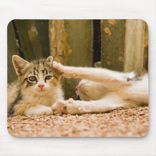 Two kittens, Morocco Mouse Pad (Front)