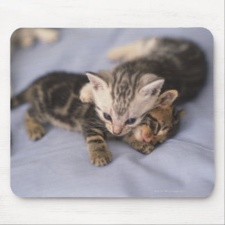Two kittens mouse pad