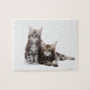 Two kittens of Maine coon cat Jigsaw Puzzle