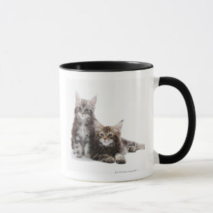 Two kittens of Maine coon cat Mug
