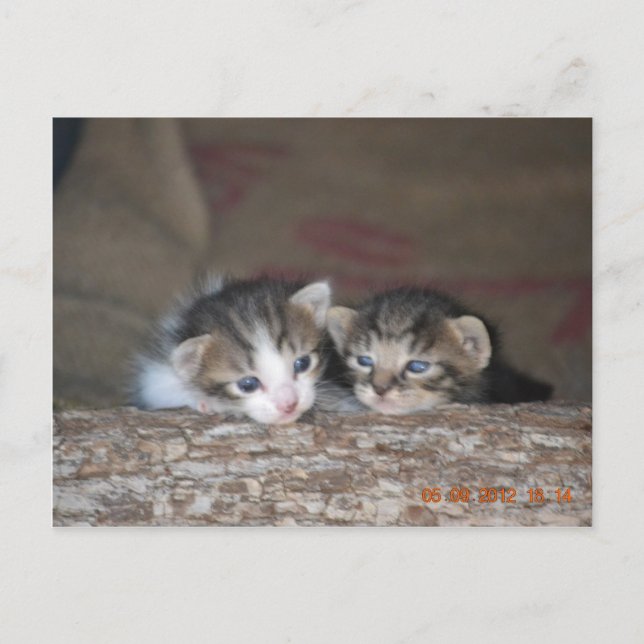 Two kittens on log postcard (Front)