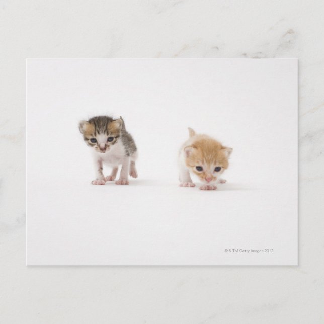 Two kittens on white background postcard (Front)