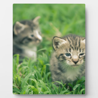 Two kittens playing in the grass plaque