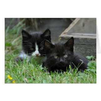 Two Kittens Side by Side
