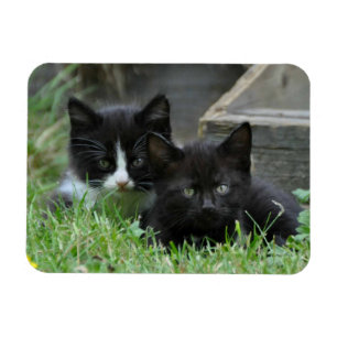 Two Kittens Side by Side Magnet