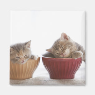 Two Kittens Sleeping in Bowls Magnet