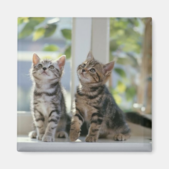 Two Kitties Magnet (Front)