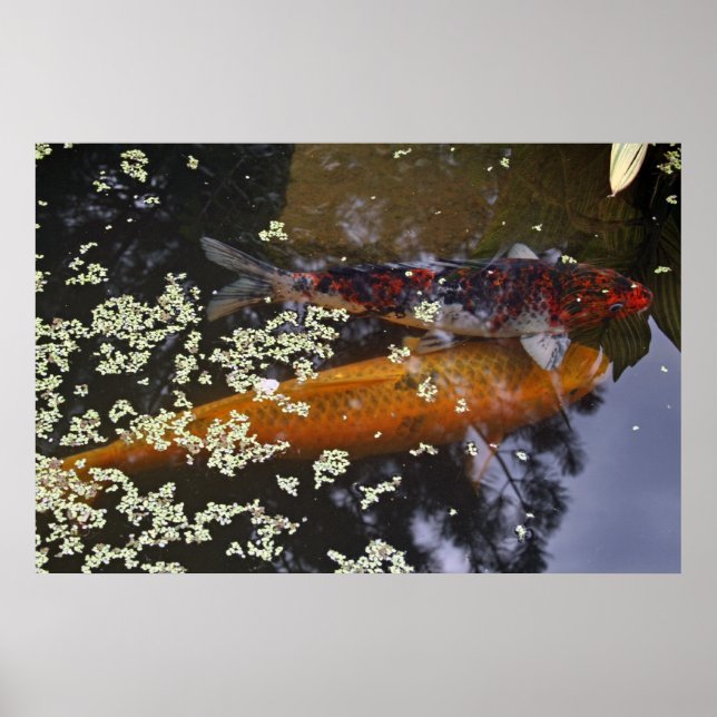 Two Koi in Pond Poster (Front)
