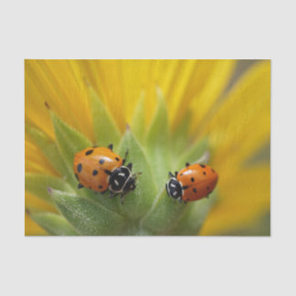 Two Lady Bugs on a Sunflower Tissue Paper