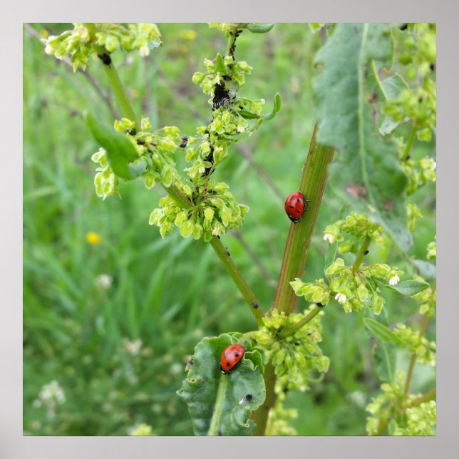 two ladybugs poster (Front)