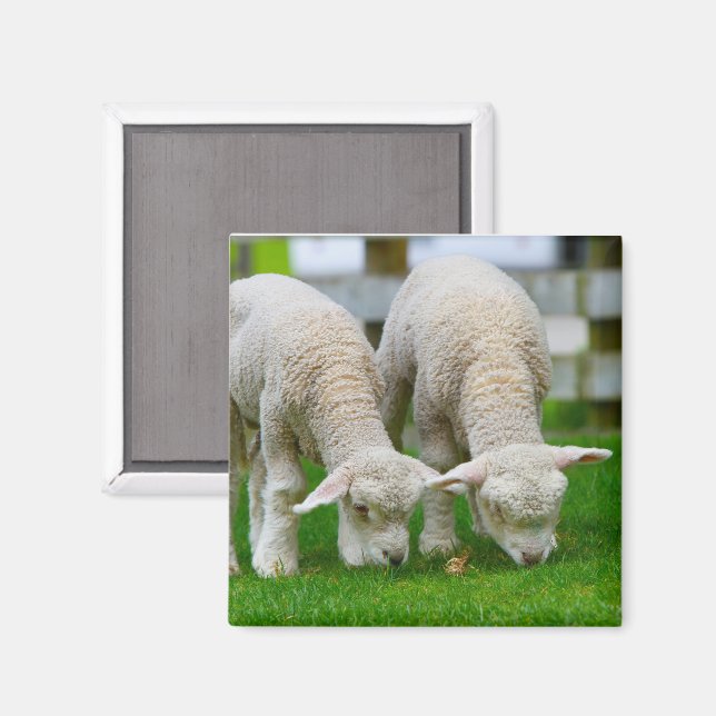 Two Lambs Grazing Magnet (Front/Back)