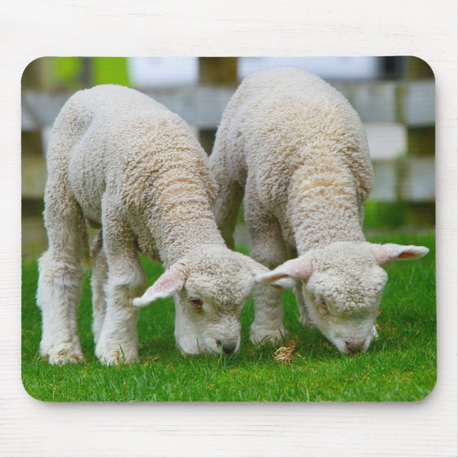 Two Lambs Grazing Mouse Pad (Front)