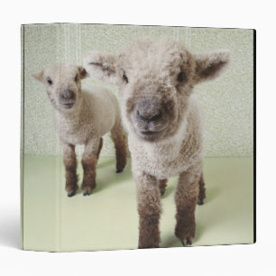 Two Lambs Indoors with Floral Wallpaper Binder