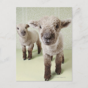 Two Lambs Indoors with Floral Wallpaper Postcard