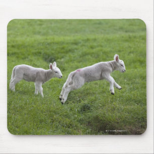 Two Lambs Mouse Pad