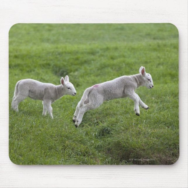 Two Lambs Mouse Pad (Front)