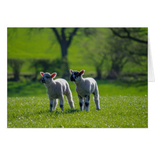 Two lambs photographic greetings card.