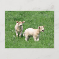 Two Lambs