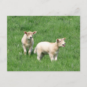 Two Lambs Postcard